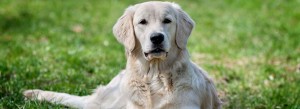 Hund